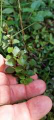 Gratiola sexdentata