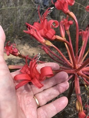 Brunsvigia orientalis