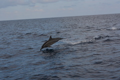 Stenella longirostris