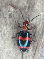 Lebia bitaeniata