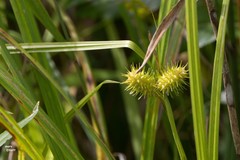 Carex