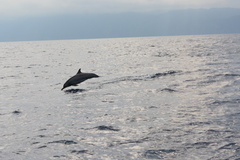 Stenella longirostris