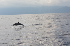 Stenella longirostris