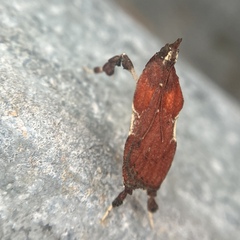 Galasa nigrinodis