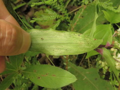 Tripogandra serrulata