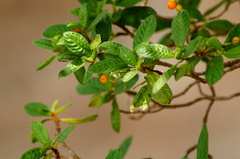 Psychotria erythrocarpa