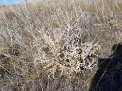 Astragalus drummondii