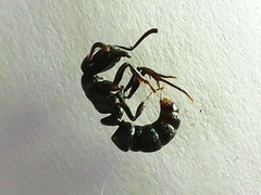 Ectomomyrmex astutus