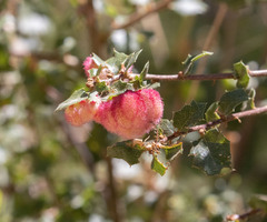 Andricus crystallinus