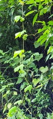 Diplocyclos palmatus