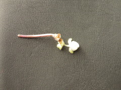 Tripogandra serrulata