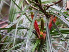 Freycinetia excelsa