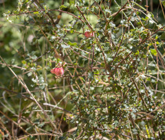 Andricus crystallinus