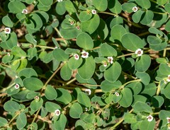Euphorbia albomarginata