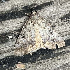 Eubolina impartialis