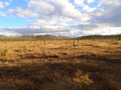 Pedicularis parviflora