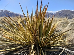 Aciphylla aurea