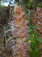 Orobanche pubescens