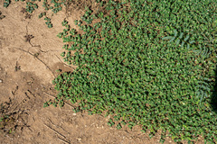 Euphorbia albomarginata