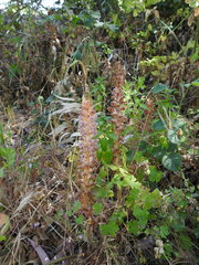 Orobanche pubescens