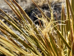 Aciphylla aurea