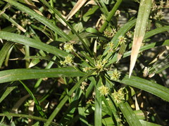 Cyperus alternifolius
