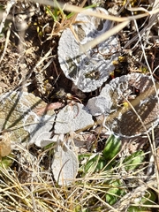 Brachyglottis haastii