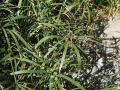 Cyperus alternifolius