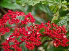 Stenodyneriellus guttulatus