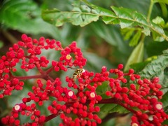 Stenodyneriellus guttulatus