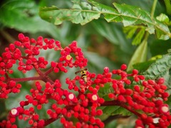 Stenodyneriellus guttulatus