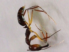 Odontomachus rixosus