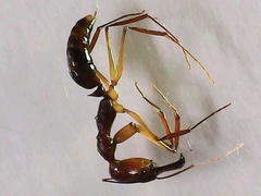 Odontomachus rixosus