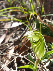Pterostylis robusta