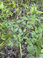 Baptisia albescens