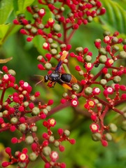 Rhynchium haemorrhoidale