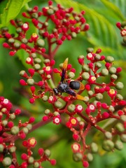 Rhynchium haemorrhoidale