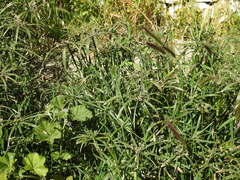 Cyperus alternifolius