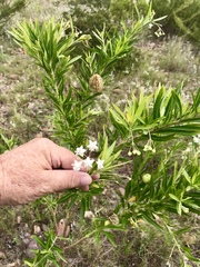 Gomphocarpus fruticosus