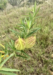 Gomphocarpus fruticosus