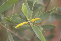 Acacia acradenia