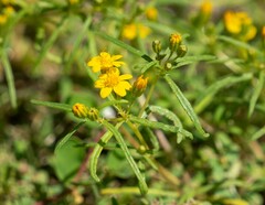 Pectis papposa papposa