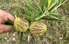 Gomphocarpus fruticosus