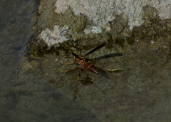 Polistes arizonensis
