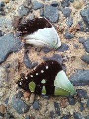 Graphium macleayanus
