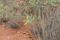 Acacia acradenia
