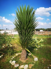 Yucca treculiana