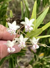 Gomphocarpus fruticosus