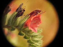 Echium angustifolium