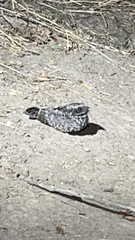 Phalaenoptilus nuttallii